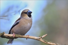 <p>DLASK TLUSTOZOBÝ (Coccothraustes coccothraustes) ---- /Hawfinch - Kernbeißer/</p>